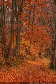 a path in the woods with lots of leaves on it