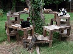 several cats are sitting on wooden chairs in the yard