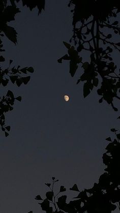 the moon is seen through some trees at night