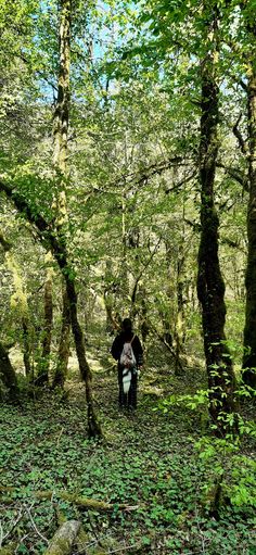 two people standing in the middle of a forest with lots of trees and plants on either side of them