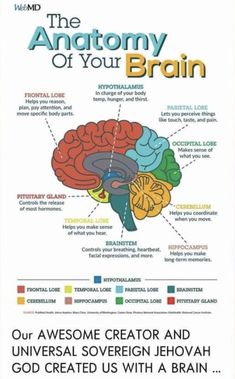 the anatomy of your brain is shown in this poster, which shows different parts of the human