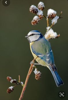 a blue and green bird sitting on top of a tree branch covered in snow next to flowers