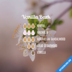 Essential Oil Combos, Essential Oil Perfume Blends, Homemade Perfume, Essential Oil Perfumes Recipes, Organic Perfume, Doterra Diffuser Blends, Essential Oil Combinations, Perfume Recipes, Essential Oils Guide