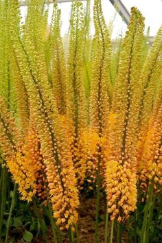 some very pretty yellow flowers in the grass