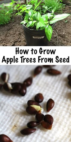 an image of how to grow apple trees from seed