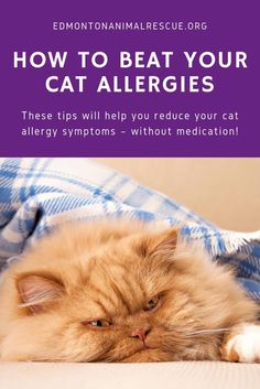 a cat laying on top of a bed with the caption how to beat your cat allergies