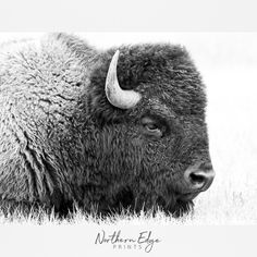 a black and white photo of a bison with large horns on it's head