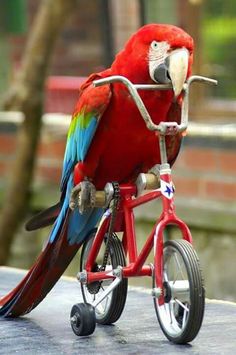 a parrot sitting on top of a red bike