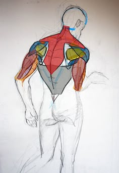 a drawing of a man with muscles drawn on it's chest and back side