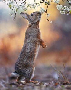 a rabbit standing on its hind legs in front of a tree with white flowers hanging from it's branches