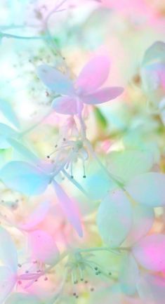 some pink and white flowers on a blurry background