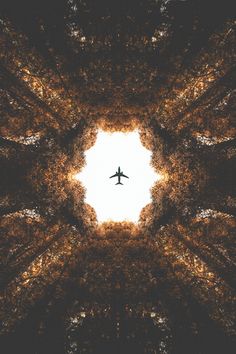 an airplane is flying through the air in front of some trees and leaves, looking up into the sky