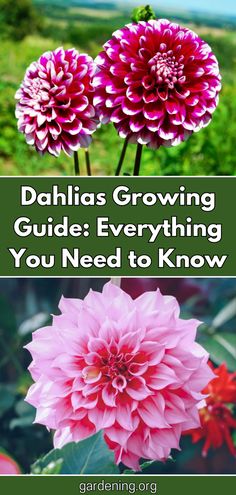 dahlias growing guides everything you need to know