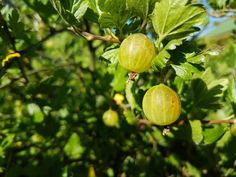 two green fruits hanging from a tree branch in the sun, with leaves and buds around them