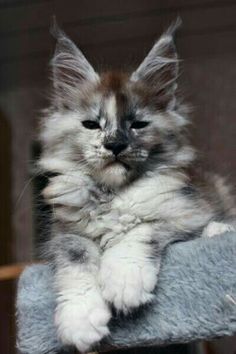 a fluffy cat is sitting on top of a scratching post and looking at the camera