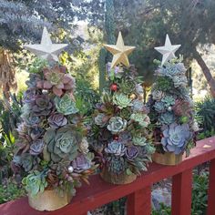 three potted succulents on a red fence with stars in the background