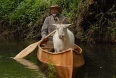 a man in a boat with a goat on it