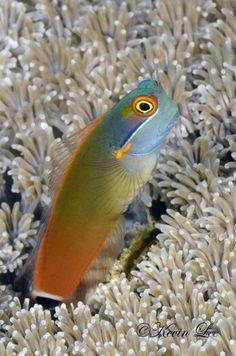 an orange, yellow and blue fish is in the water near some white corals