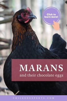 The Marans Chicken and their eggs Marans Chicken, Maran Chickens, Brown Eggs, Chocolate Eggs, Coloring Eggs, Facts About, Master Class, Clutches, Egg