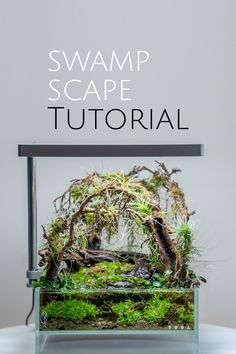 an aquarium with moss and plants in it, on top of a table that says swamp scape