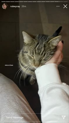 a cat is being petted by someone's hand