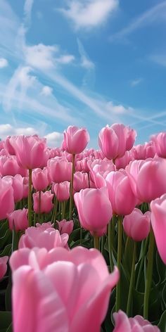 many pink tulips are blooming in the field with blue sky and clouds