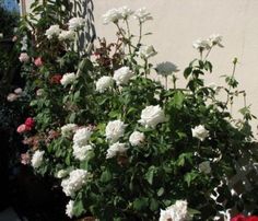 some white and red flowers next to a building