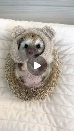 an adorable hedgehog in a knitted hat on top of a white bed sheet