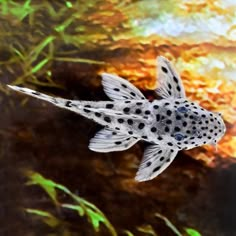 a black and white spotted fish swimming in an aquarium with green algaes around it