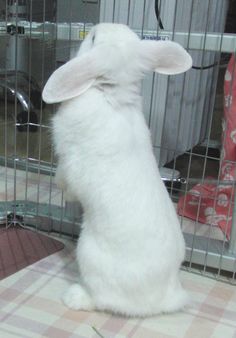 a white rabbit sitting on its hind legs in a cage