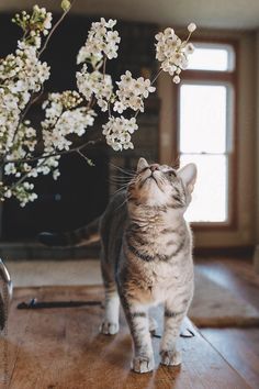 a cat standing on top of a wooden floor next to a vase filled with flowers