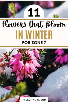 pink flowers with text overlay that reads 11 flowers that bloom in winter for zone 7