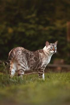 Silver Bengal Cat Bengal Cat Photography, Grey Bengal Cat, Bengal Cat Personality, Cat Enrichment, Cat Personality, Cat Personalities, Pretty Cat, Warriors Cats