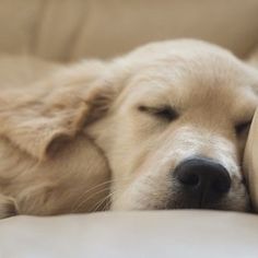 a close up of a dog sleeping on a couch