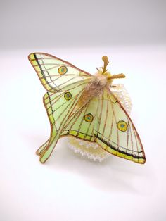 a green and yellow butterfly sitting on top of a white surface