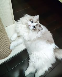 a white cat sitting on top of a wooden floor next to a rug and scratching it's head