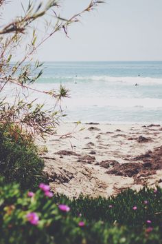 an ocean view with people in the water and some plants on the sand near the beach