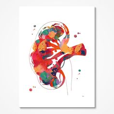 Kidney Section Anatomy Art Print Medical Illustration Medicine Clinic Wall Decor Poster Medical, Medical Decor, Clinic Decor, Nordic Poster, Medical Art, Canvas Painting Landscape, Medical Illustration, Wall Art Canvas Painting, Anatomy Art