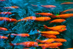 many orange fish are swimming in the water