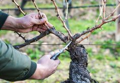 a person cutting branches from a tree with scissors