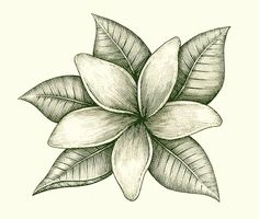 a drawing of a flower with leaves on it