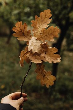 a person holding onto a branch with leaves on it