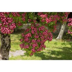 pink flowers are blooming on the tree