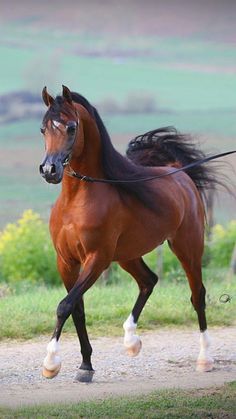 a brown horse is trotting across the dirt road with its tail in the air