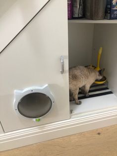 a cat is standing in the corner of a cabinet