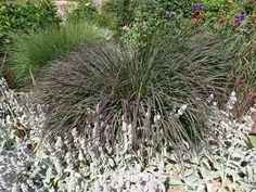 some very pretty flowers and plants in a garden