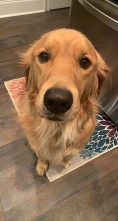 a brown dog sitting on top of a wooden floor next to a metal dishwasher