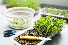 Harvest of milk thistle microgreens sprouts stock photography Micro Greens, Growing Microgreens, Milk Thistle, Sprouts, Food Photography, Royalty Free Stock Photos, At Home