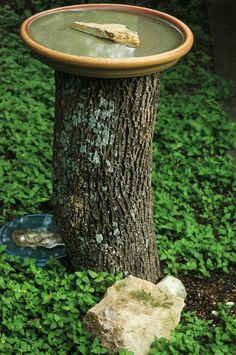 a bird bath sitting on top of a tree