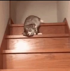 a cat sitting on top of a wooden stair case